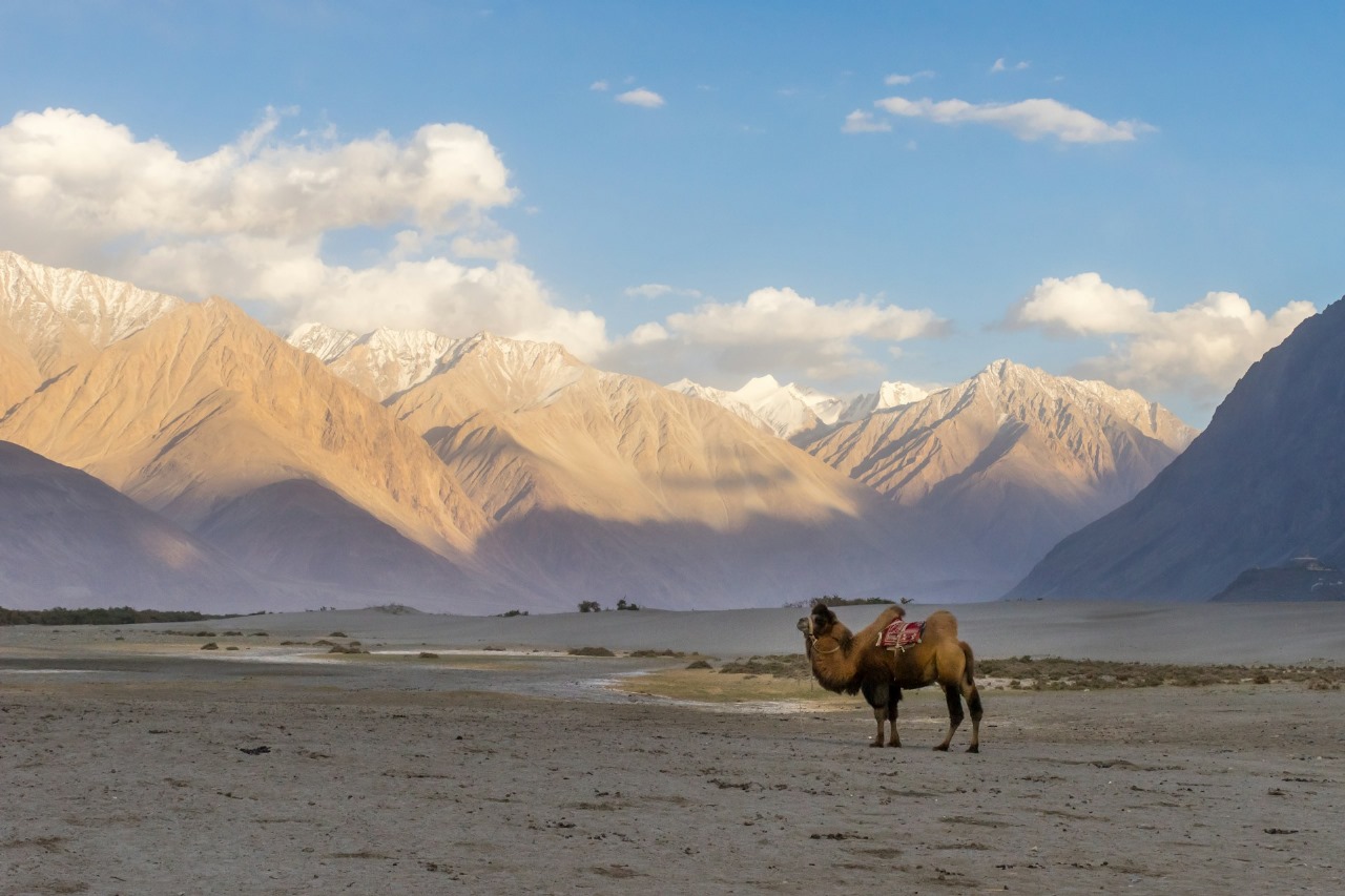 Double Hump Camel Ride