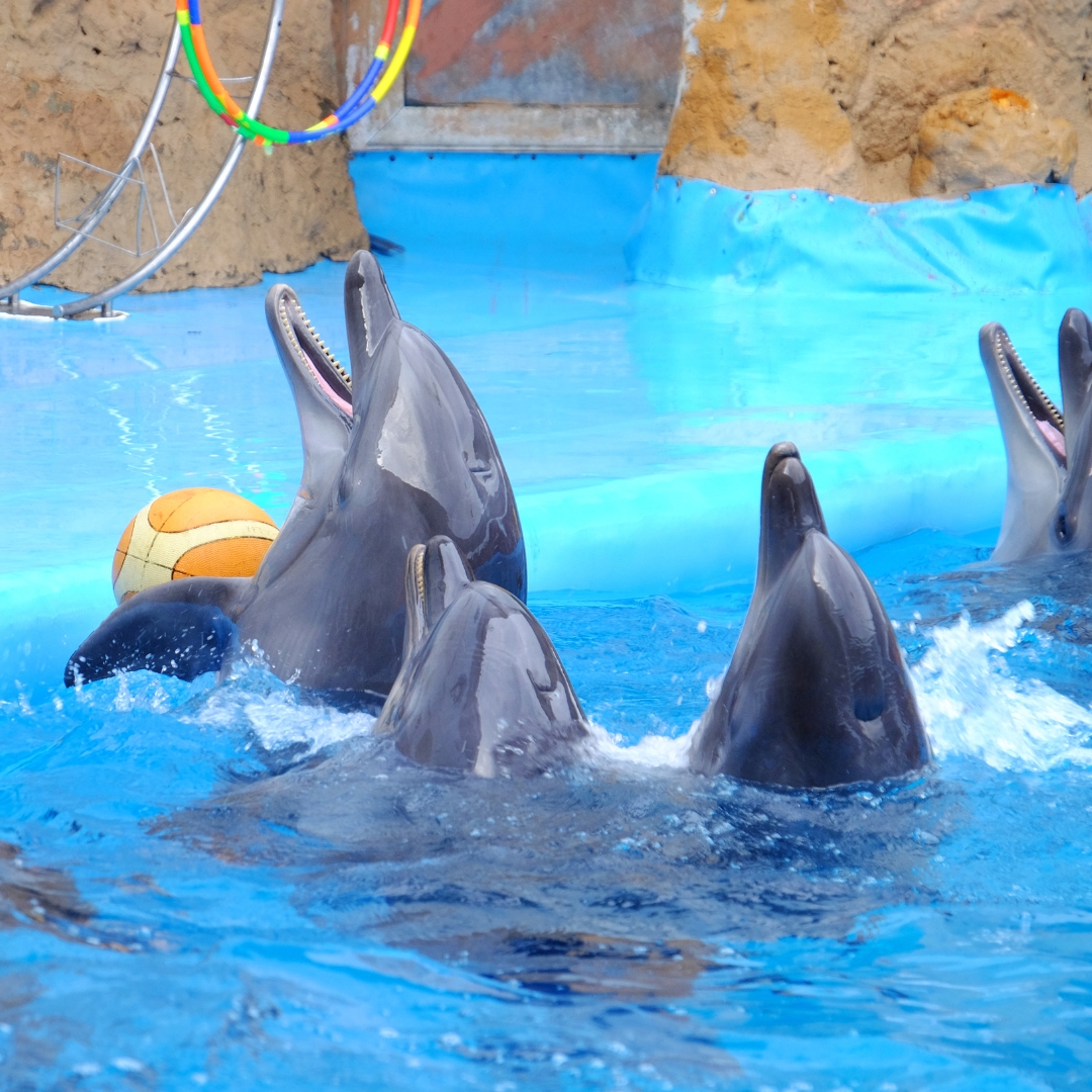Dubai Dolphinarium