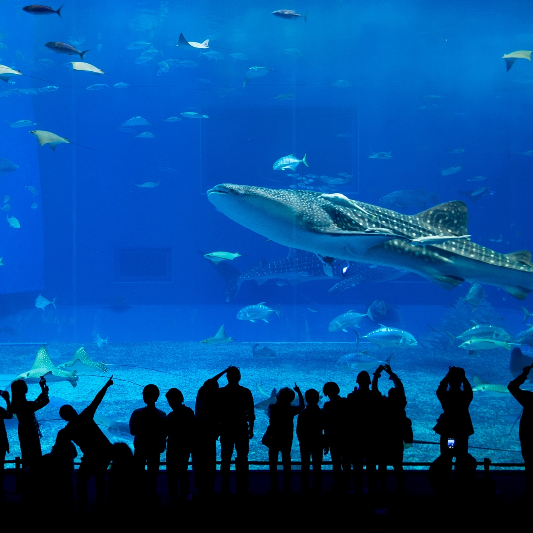 Dubai Aquarium